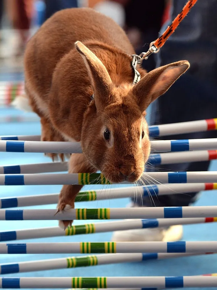 Easter Rabbit Steeple Chase in Prague