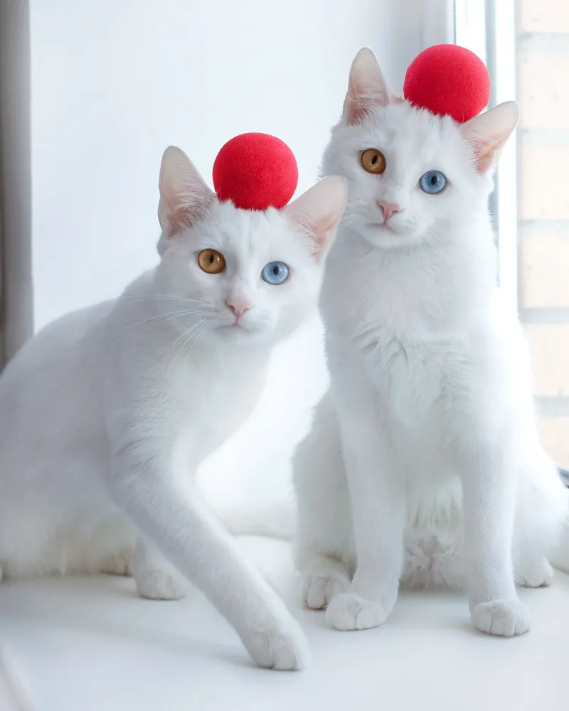 Twin Cats