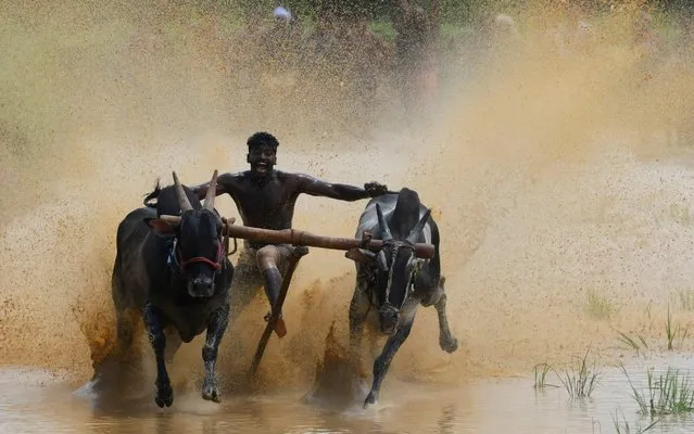 A jockey races a pair of bulls on a paddy fields during the annual Kalapoottu bull running festival on the ocassion of Onam festival celebrations in the village of Vengannur near Palakkad on September 12, 2019. (Photo by Arun Sankar/AFP Photo)