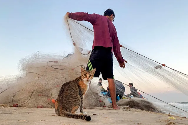 A cat looks on as a Palestinian fisherman pulls a net on a beach in the northern Gaza Strip on September 23, 2019. (Photo by Mohammed Salem/Reuters)