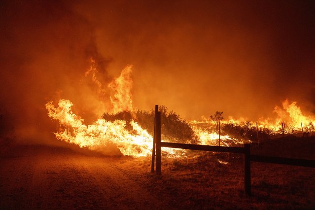 Flames from the advancing Post Fire burn brush on Sunday, June 16, 2024, in Gorman, Calif. (Photo by Eric Thayer/AP Photo)