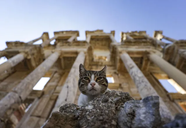 A cat sits on a rock at Ephesus Ancient City in Izmir, Turkiye on March 14, 2022. Ephesus Ancient City, which is among the leading ancient settlements of the world and included in the UNESCO World Cultural Heritage List, continues to host tourists every season. (Photo by Esra Hacioglu/Anadolu Agency via Getty Images)