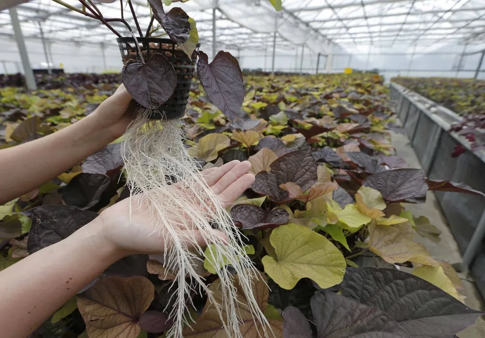 Plant Advanced Technologies