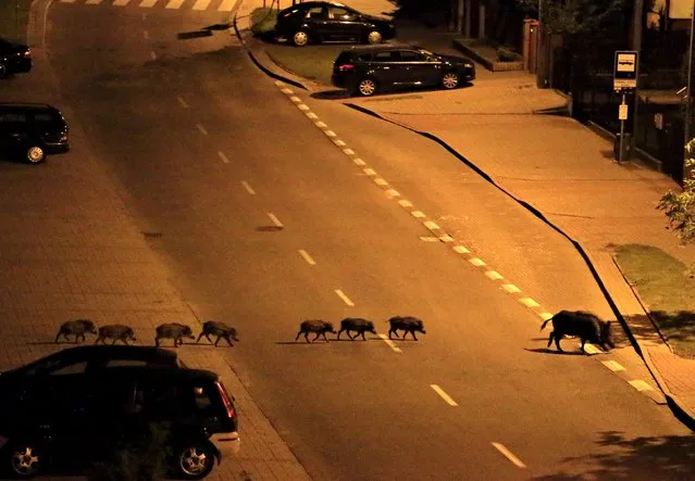 A female boar and her piglets cross a street during the night in Gdynia, Poland early July 25, 2015. (Photo by Radu Sigheti/Reuters)