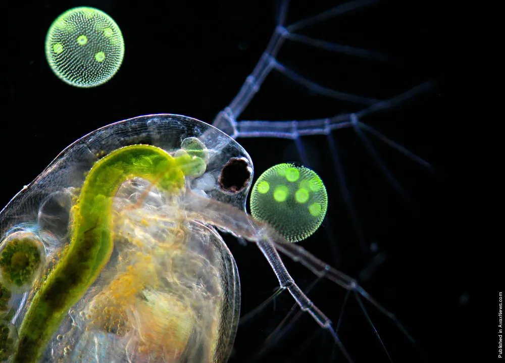 Nikon Small World Competition 2011 Winners