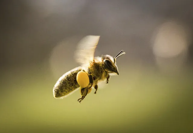 In this March 13, 2017 photo a bee carrying pollen flies at Lohrberg hill in Frankfurt, Germany. (Photo by Frank Rumpenhorst/DPA via AP Photo)