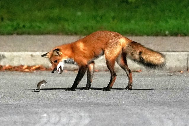 A red fox catches a mouse early Friday at Lakefront Promenade Park on September 27, 2024 in Toronto, Canada. (Photo by Mert Alper Dervis/Anadolu via Getty Images)