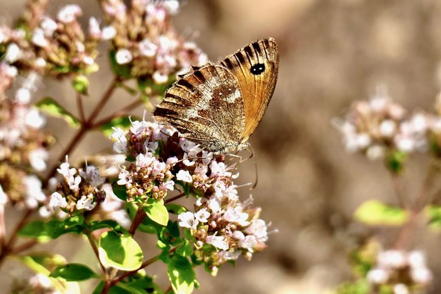 A meadow brown butterfly in UK on September 18, 2024. The Butterfly Conservation has announced that 2024 has seen the lowest numbers of butterfly populations in it 14-year history. It follows the conclusion of the Big Butterfly Count, which sees participants logging numbers and types spotted across the country. Counting in short 15-minute bursts, those taking part spotted seven butterflies per 15 minutes, a reduction of nearly 50% on last year's average of 12. More than 80% of butterfly species have seen a reduction in recorded numbers compared to last year, including the worst summer in the history of the count for Common Blue, Small Tortoiseshell, and Scotch Argus species. (Photo by Geoffrey Swaine/Rex Features/Shutterstock)