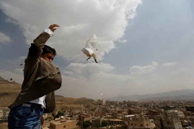 A boy releases a dove as part of a campaign to push Yemeni negotiators to in Kuwait to reach a peace agreement, in Sanaa, Yemen June 29, 2016. (Photo by Khaled Abdullah/Reuters)