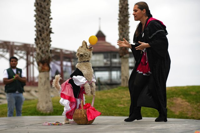 Malefica and her owner, Marisol Penafiel, participate in a halloween pet show in Callao, Peru, Sunday, October 27, 2024. (Photo by Guadalupe Pardo/AP Photo)