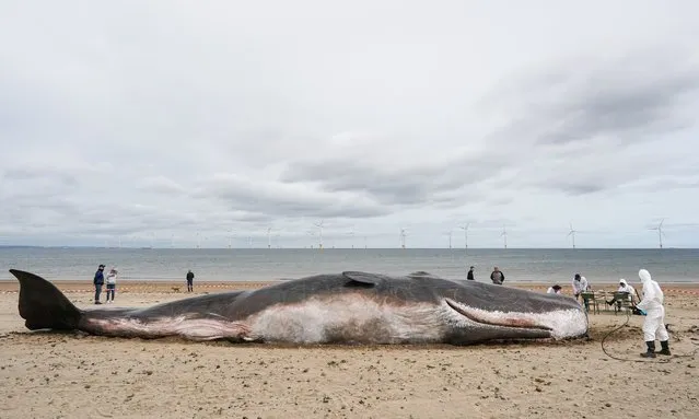 An internationally-renowned interactive street theatre spectacle called “The Whale” appears on Majuba beach at Redcar in a statement about the environment and climate change on May 22, 2022 in Redcar, England. The whale has been created by Belgium-based artistic group, The Captain Boomer Collective in cooperation with sculptors from Zephyr Wildlife reproductions. Captain Boomer creates location-based shows that explore the boundaries between reality and fiction. The event involves a life-size, hyper-real statue of a sperm whale which is found washed up on a beach in Redcar. As part of the spectacle, a team of performers acting as scientists run tests for three days to find out why it happened. The organisers hope the installation will help Redcar be further recognised as a place where communities explore the opportunity to see and engage in a quality cultural offer that challenges and stimulates discussion about wider agendas such as climate change. (Photo by Ian Forsyth/Getty Images)