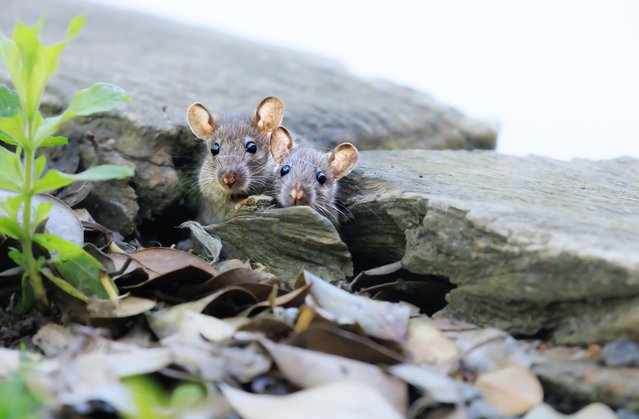 Two river mice playfully peek out from a wooden plank along a riverbank in Bedford, UK in October 2024. (Photo by Donna Samuels Photography/Caters News Agency)