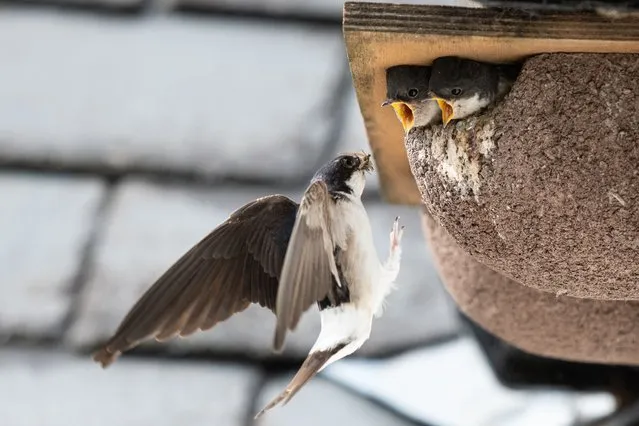 House martin bird feeding its young at a house near Corwen in North Wales on June 28, 2022. (Photo by RIchard Bowler/South West News Service)