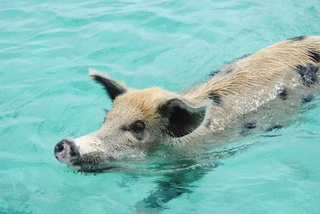 Swimming Pig Off The Island Of Big Major Cay