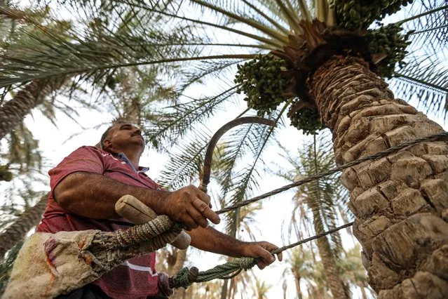 Aman climbs a palm tree to harvest dates in the town of Badra in Iraq's eastern province of Wasit near the Iranian border, on July 5, 2022. Once known as the “country of 30 million palm trees”, and home to 600 varieties of the fruit, Iraq's date production has been blighted by decades of conflict and environmental challenges, including drought, desertification and salinisation. (Photo by Asaad Niazi/AFP Photo)