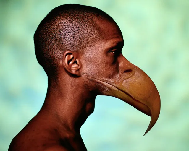 Male Harpy.  (Photo by Sebastian Niedlich)