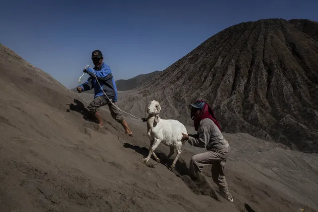 Tenggerese worshippers trek across the “Sea of Sand” with a goat for an offering during the Yadnya Kasada Festival at crater of Mount Bromo on August 12, 2014 in Probolinggo, East Java, Indonesia. (Photo by Ulet Ifansasti/Getty Images)