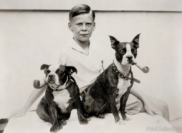 Pipe puffing puppies puzzle proud possessor, 1933. Two bulldog puppies, belonging to Billie H. Moncrief, son of Col. and Mrs. Moncrief, of the Army Medical Center, Walter Reed Hospital, with pipes in their mouths. (Photo by Underwood & Underwood)
