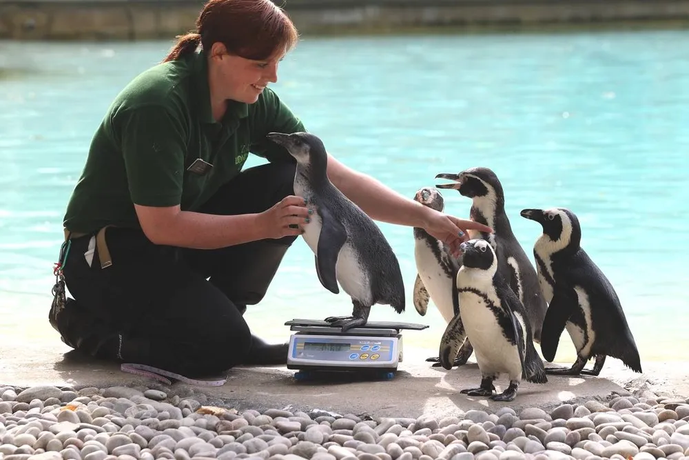 London Zoo Staff Conduct their Annual Weigh In for the Animals