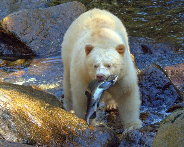 A rare white Kermode bear, sometimes called the spirit bear, hunts salmon in British Columbia, Canada in August 2022. There are believed to be as few as 100 of the bears, which are a sub-species of the American black bear. (Photo by Jenny Stevens/Solent News & Photo Agency)