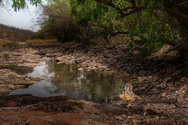 A tiger cooling in water in Ranthambore national park, India. India’s wild tiger population has increased by more than 30% in four years. (Photo by Nilesh Shah/Alamy Stock Photo)