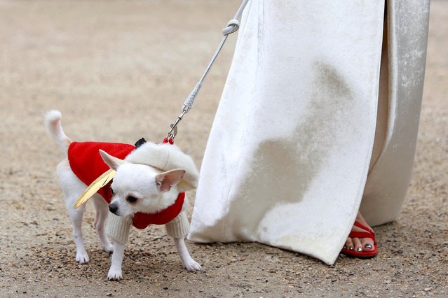 A guest leaves with her dog after the Schiaparelli Haute Couture Spring/Summer 2025 collection show in Paris, France on January 27, 2025. (Photo by Abdul Saboor/Reuters)