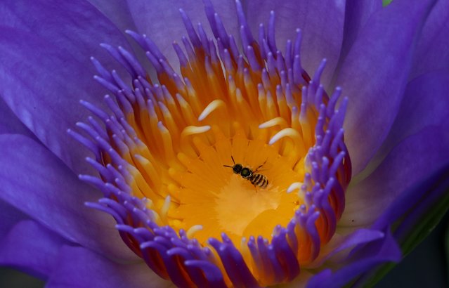 A close-up of a honey bee sitting on an Egyptian lotus flower, known primarily as the blue lotus, in a public garden on the outskirts of New Delhi, India, 26 September 2024. (Photo by Harish Tyagi/EPA/EFE)