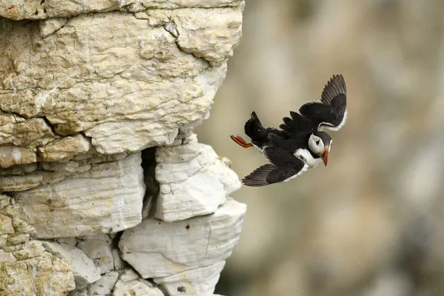 A puffin flies from the rock face at Bempton Cliffs on the north-east coast of England on June 11, 2020. (Photo by Oli Scarff/AFP Photo)