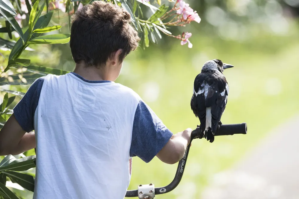 Penguin the Magpie: the Bird that Became a Bloom