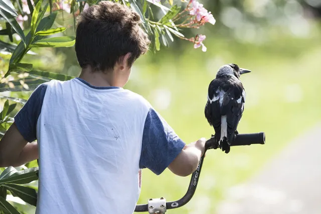 Penguin the Magpie: The Bird That Became A Bloom