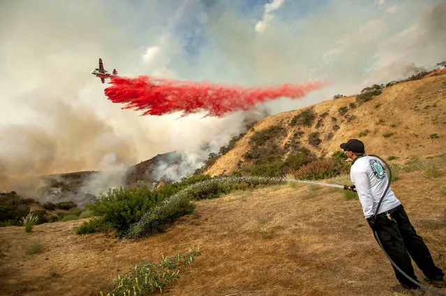 Aaron Funk waters down the hillside behind his parents' home as a plane makes a drop in Sun Valley neighborhood, north of Los Angeles on Saturday, September 2, 2017. The wildfire just north of downtown had grown to the largest in city history, Mayor Eric Garcetti said. (Photo by Paul Rodriguez/The Orange County Register via AP Photo)