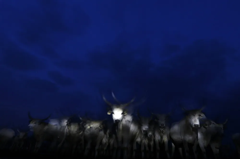 The Week in Pictures: Animals, September 27 – October 4, 2014