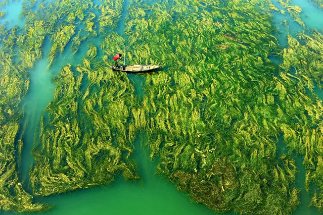 A Journey Outside Our World: Apratim Pal, India. 1st place, Mobile photography category. In winter, when the flow of water is very low due to photochemical reactions, a moss-like structure is formed and causes water pollution. A fisherman appears on his boat as if he belongs on the upper deck of the Earth and is on a journey beyond our world. (Photo by Apratim Pal/2020 Hamdan International Photography Award)