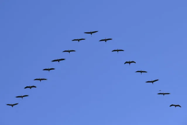In this picture issued October 18., 2022, gray cranes (Grus grus) fly in V-shape above the Hortobagy steppe, northeastern Hungary, Monday, Oct. 2022. From early autumn, usually the second half of September, cranes begin to arrive from Northern Europe to the Hortobagy National Park, one of Europe's largest flocking places of this large migratory bird species. The cranes stay in the wetland areas until the onset of severe frosts, then continue their long journey to the southern wintering grounds. (Photo by Zsolt Czegledi/MTI via AP Photo)