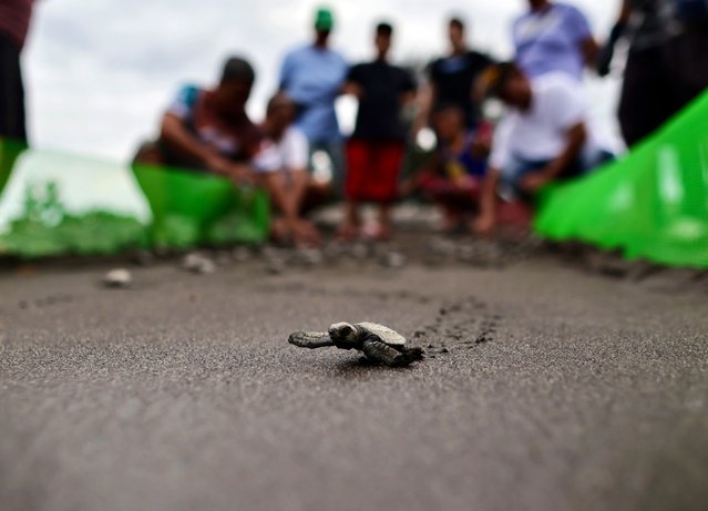 Villagers release Olive Ridley sea turtle (Lepidochelys olivacea) hatchlings into the sea at the “Pawikan” Sanctuary on the coastline of Labac, Naic town, Cavite province, about 50 kilometers south-east of Manila, Philippines, 19 March 2025. According to village official Roger Bilugan who runs the “Pawikan” nesting facility, sea turtles find their way again to the Labac coastline to lay their eggs after concrete breaker structures were installed to minimize the effects of waves. In the past, beach erosion due to strong waves destroyed nest-sites, Bilugan added. World Water Day is observed annually on 22 March to highlight the conservation and preservation of all bodies of water. (Photo by Francis R. Malasig/EPA/EFE)