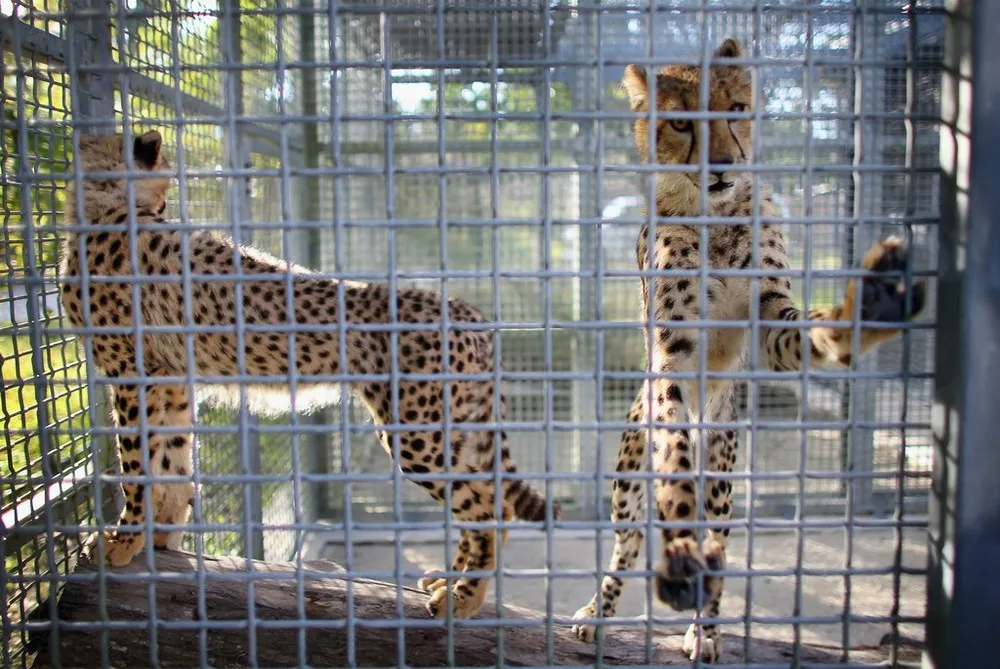 Miami Zoo Welcomes Two Young Male Cheetahs from South Africa