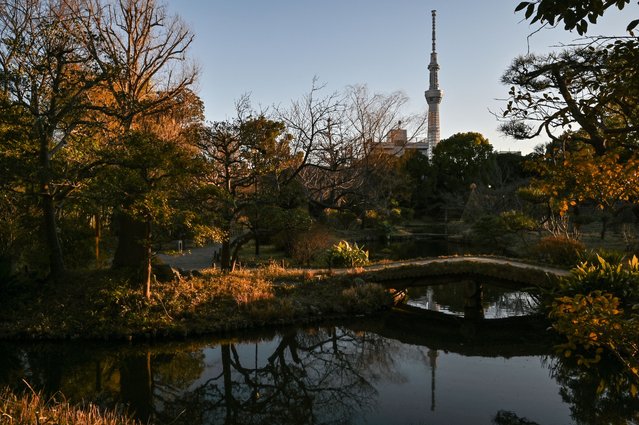 This photo taken on February 22, 2025 shows the 634m-high (2,080 ft.) Tokyo Skytree (back R), seen from the Mukojima-Hyakkaen Gardens in the Sumida area of the Japanese capital. Originally planned to be 610 metres high, architects went even bigger and the Skytree was certified by Guinness World Records as the world's tallest tower when it opened in 2012. (Photo by Richard A. Brooks/AFP Photo)