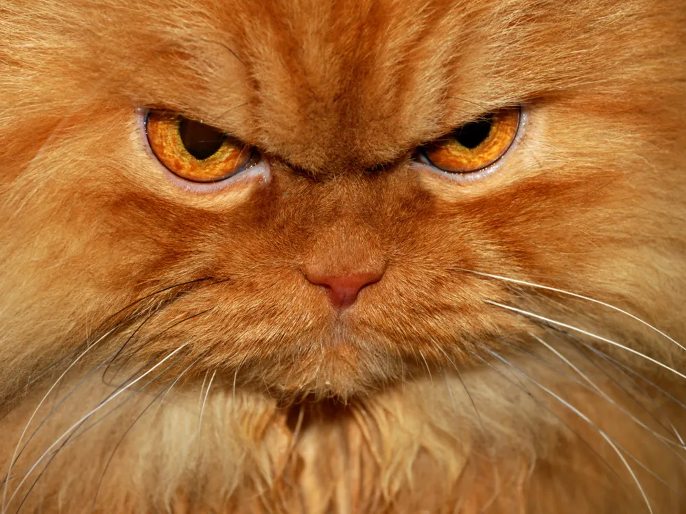 Meet Garfi, the Angriest Cat on the Internet
