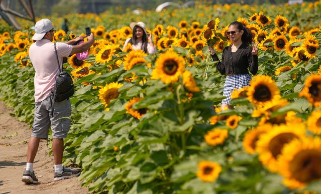 People visit a sunflower field in Abbotsford, Canada, August 4, 2024. Covering over 45 acres, this field is planted with 25 different varieties of sunflowers, attracting thousands of visitors in midsummer. (Photo by Xinhua News Agency/Rex Features/Shutterstock)