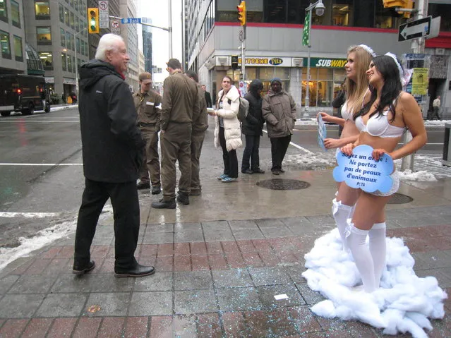 People walk by PETA protesters Emily Lavender (R) and Nives Brkic scantily clad in angel outfits as they urged shoppers in Ottawa, Ontario on December 10, 2012 not buy fur this Christmas. Wearing nothing but lacy white lingerie, wings, and halos,the  two PETA “angels” held signs that read, “Be an Angel: Don't Wear Animals”, to encourage Ottawa shoppers to leave fur, leather, wool, down, and exotic skins off their shopping lists. (Photo by Michel Comte/AFP Photo)