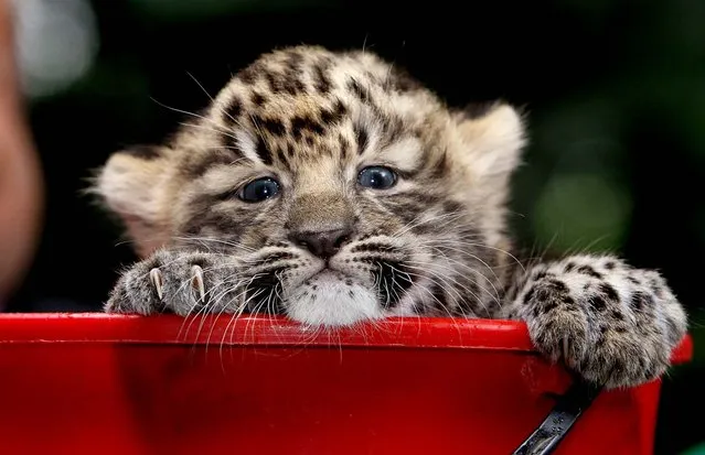 A one-month-old female Amur leopard cub, also known as the Manchurian leopard, looks out of a bucket while it is weighed at the Zoo in Leipzig, Germany. (Photo by Sebastian Willnow/DDP/Associated Press)