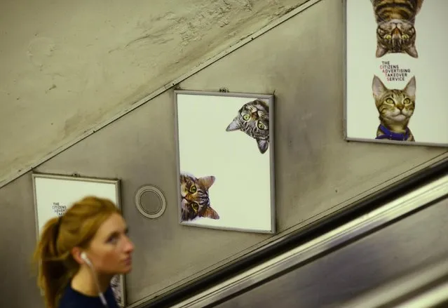 Commuters ride the escalator beside billboards showing photographs of cats inside Clapham Common underground station in London, Britain September 14, 2016. Some 700 people helped the Citizens Advertising Takeover Service (CATS) raise enough money to buy advertising space at the tube station, making it free from commercial adverts for two weeks. (Photo by Dylan Martinez/Reuters)