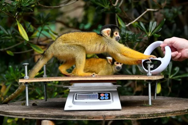 Zoo keeper Tony Cholerton uses an electronic identification chip reader on a squirrel monkey as it stands on weighing scales at the ZSL London Zoo 2020 weigh-in and measurement, in London, Britain, August 27, 2020. (Photo by Toby Melville/Reuters)