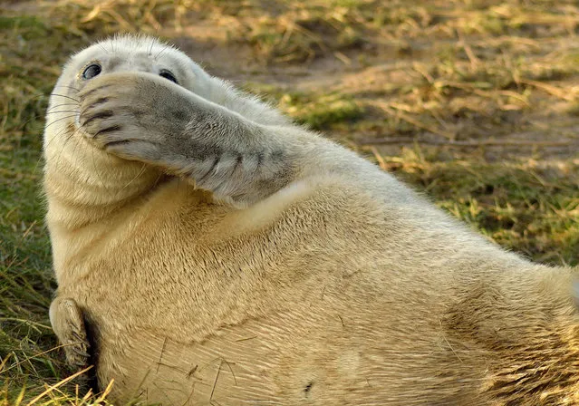 'That wasn't me...'  An embarrased looking seal. (Photo by Jason Riley/Comedy Wildlife Photography Awards/Mercury Press)