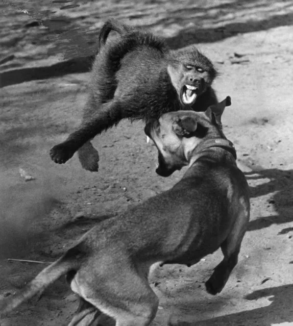 Fangs flash in the sun and the dust flies as Jackie, a monkey, and lady, a dog, face each other in fierce combat in Natal, South Africa, September 23, 1963 but the anger is mock and blood is never drawn. Owned by animal trainer Jamie Van Heerden, Jackie and Lay are just a pair of hams and great friends besides. Mr. Van Heerden has supplied the animals used in the films “Zulu” and “Rhino” which were shot in Natal. (Photo by AP Photo)