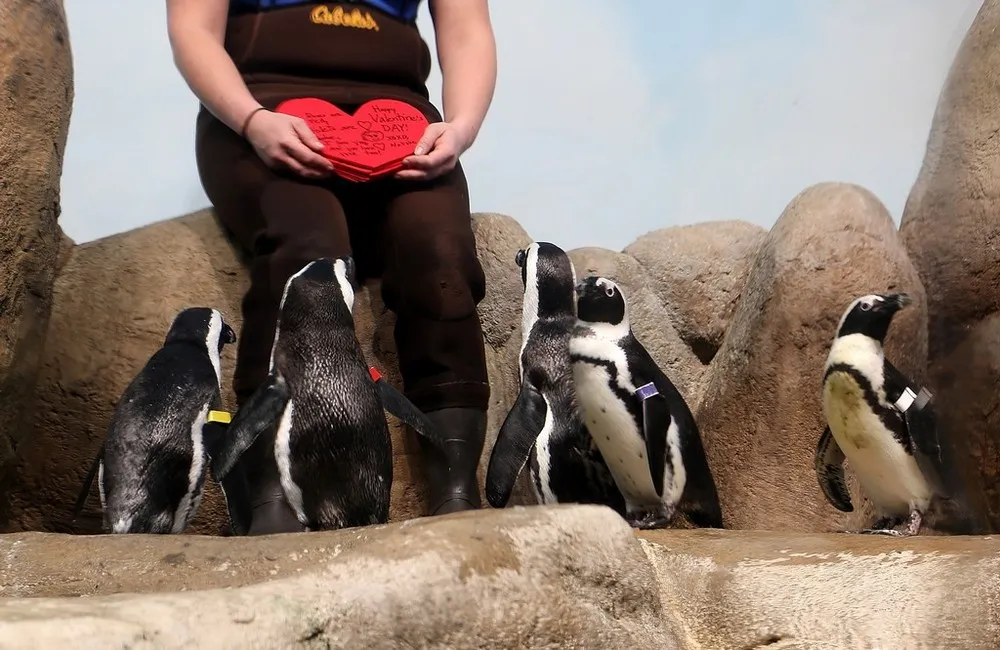 Valentine's Day Celebrated at California of Sciences