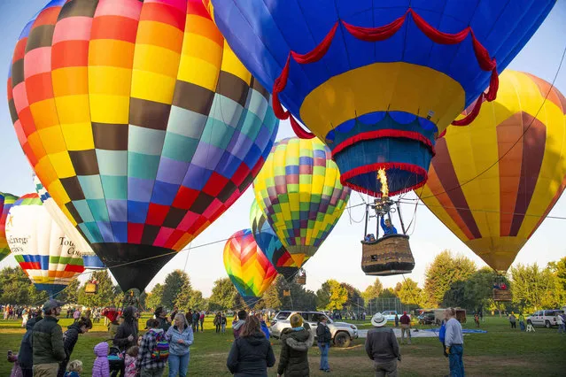 The Dawn Treader, piloted by Laurie Spencer, glides up with a blast of fire during the tethered rides Kid Day at the 46th Annual Balloon Stampede in Walla Walla, Wash., Wednesday, October 19, 2022. The event goes through the weekend. (Photo by Greg Lehman/Walla Walla Union-Bulletin via AP Photo)