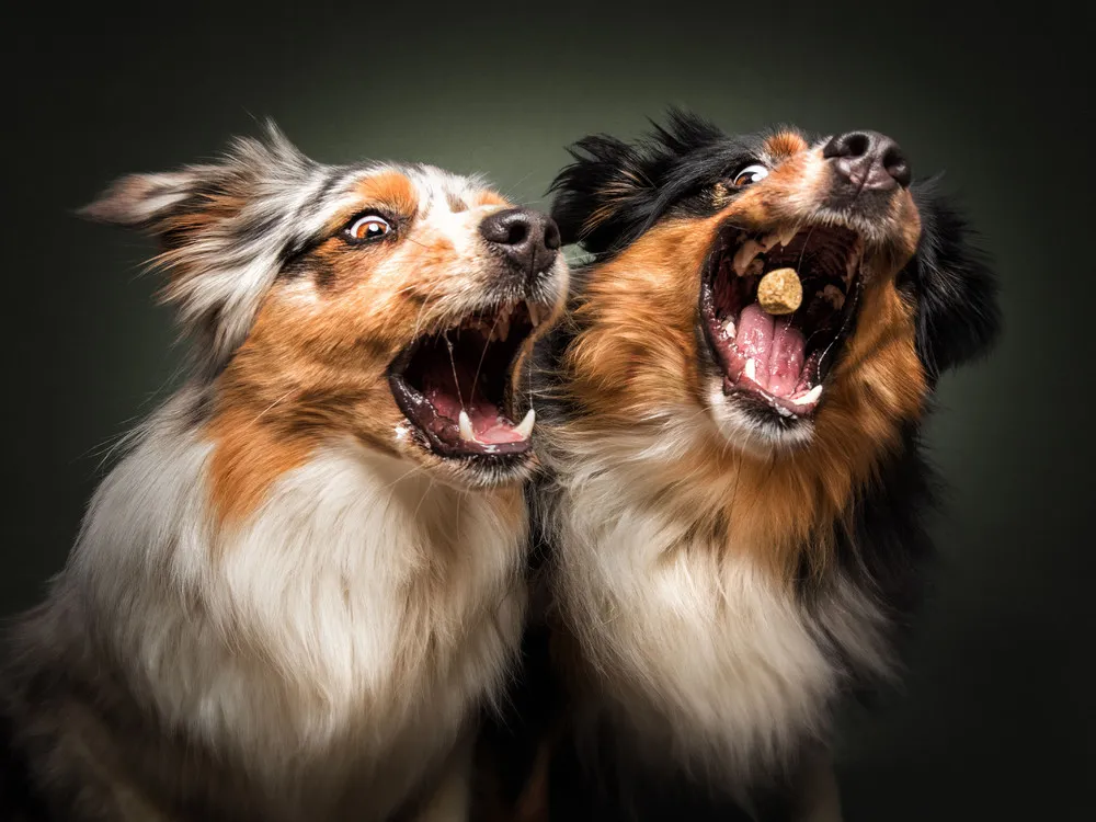 Dogs' Reactions to Treat Time
