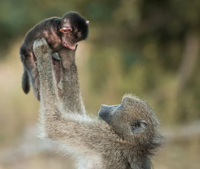 A mother baboon lifts its baby into the air, on March 24, 2013, in Kruger National Park, South Africa. It's a scene we've witnessed before – doting parents playing aeroplane with their young child. But astonished tourists watched as a loving baboon played the popular human game with its young. The touching moment was spotted in the Kruger National Park, South Africa, by Mariana de Klerk, 54, in March 2013. The pictures, which have not been seen before, clearly show the delight on the newborn's face as its mother lovingly lifts it up to the sky. (Photo by Mariana de Klerk/Barcroft Media)
