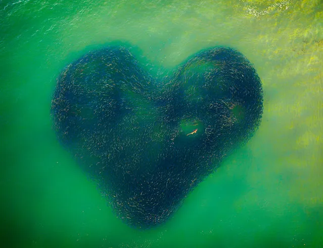 Love Heart of Nature by the Australian photographer Jim Picôt is the Drone Awards 2020 overall winner. The shot immortalises a salmon school in New South Wales, forming the shape of a heart with a shark swimming inside it. (Photo by Jim Picôt/Drone Awards 2020)
